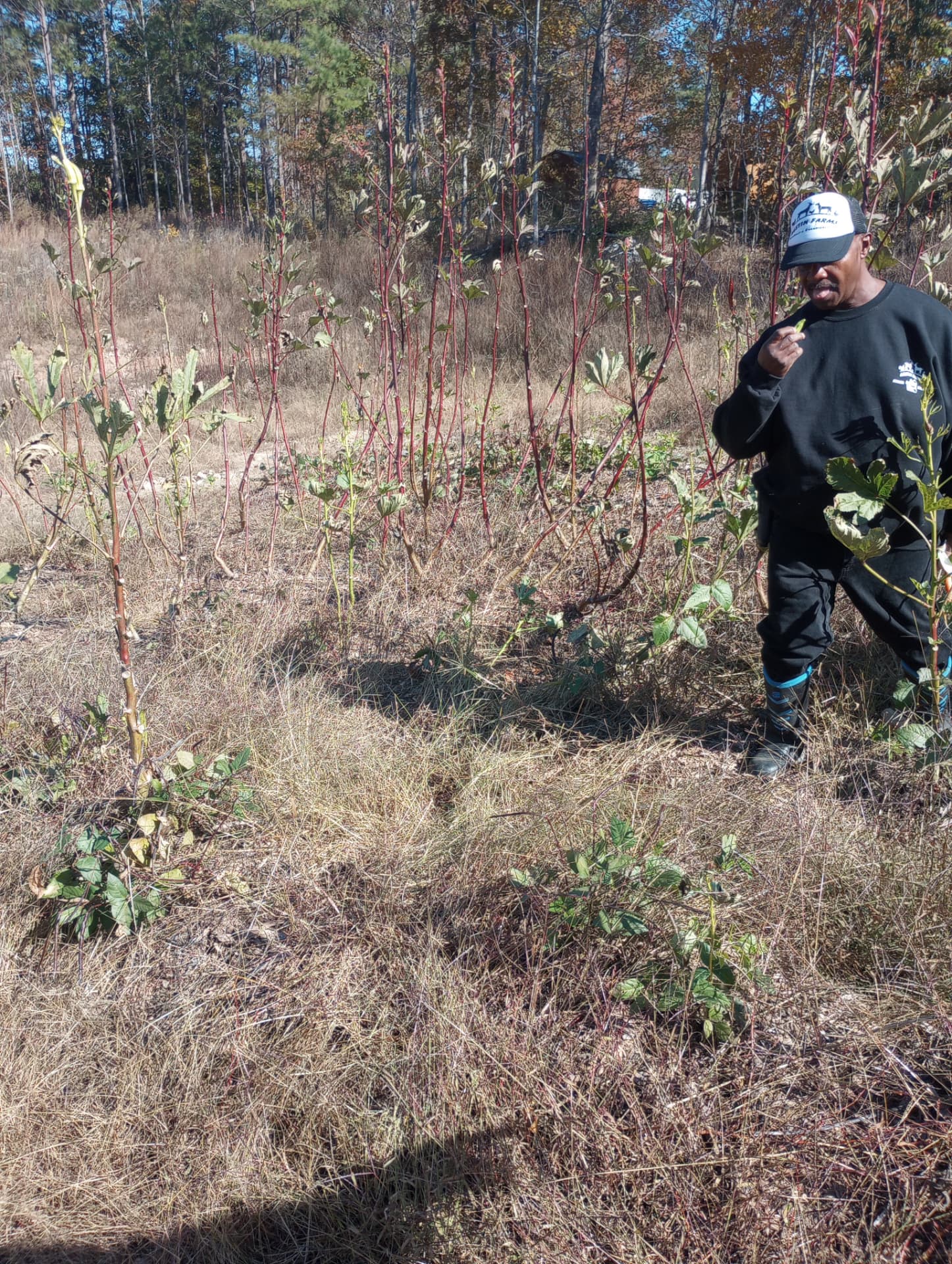 Sam Austin walking his okra and berry rows in an Austin's Farm cap