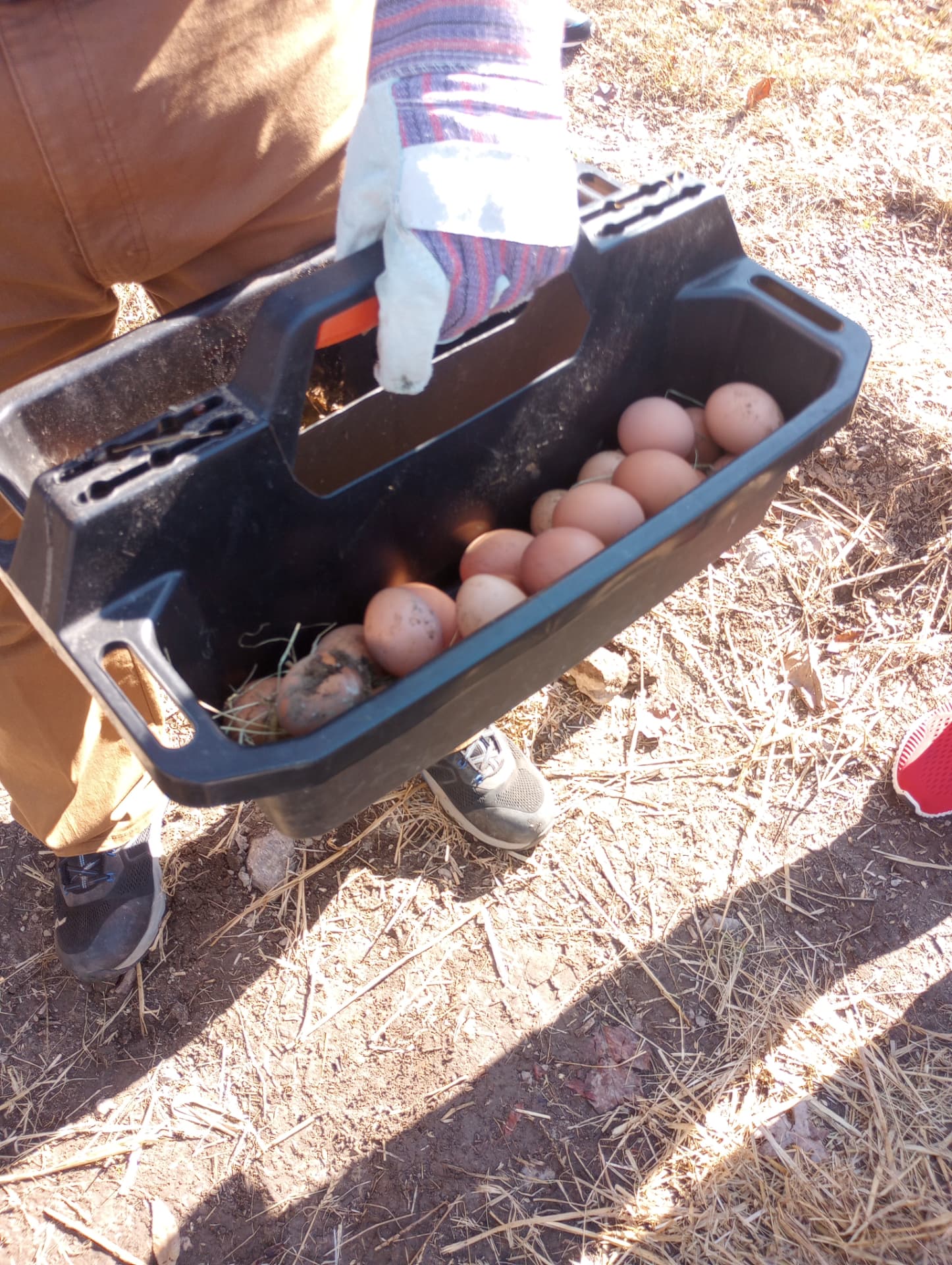 A tote of freshly gathered brown farm eggs held by a farm hand