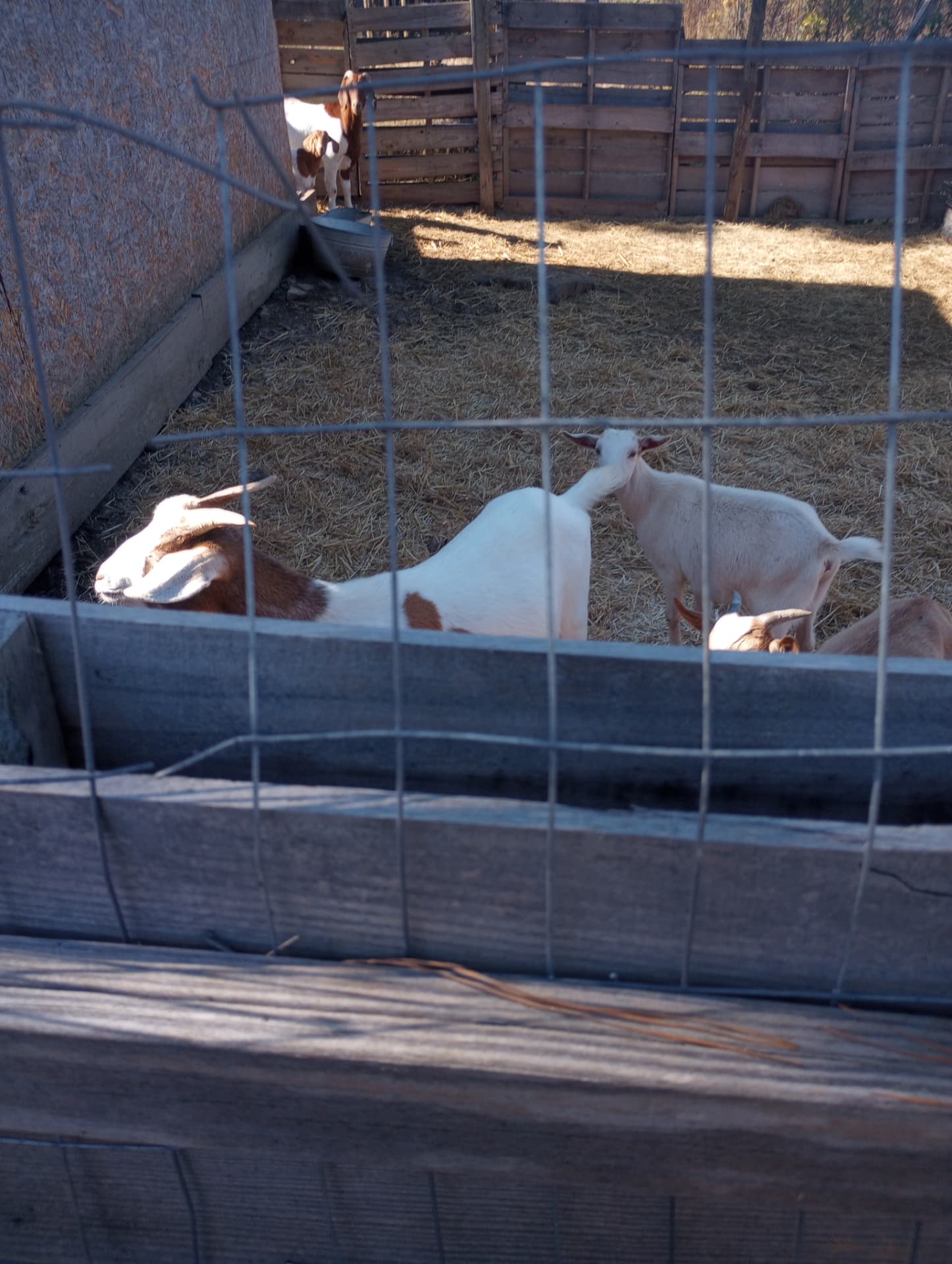 Goats resting in a straw-bedded pen on the farm