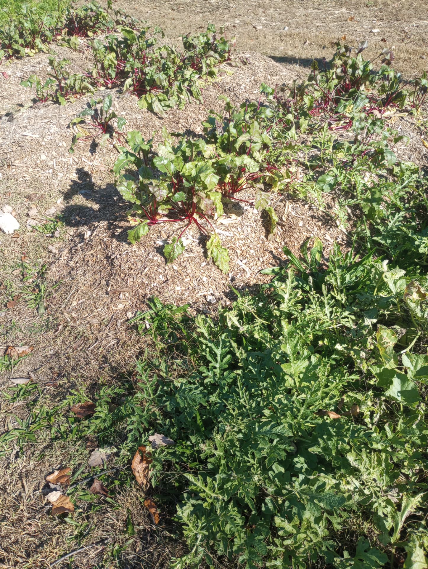 Rows of young beets growing in wood-chip mulched beds at Austin's Farm II