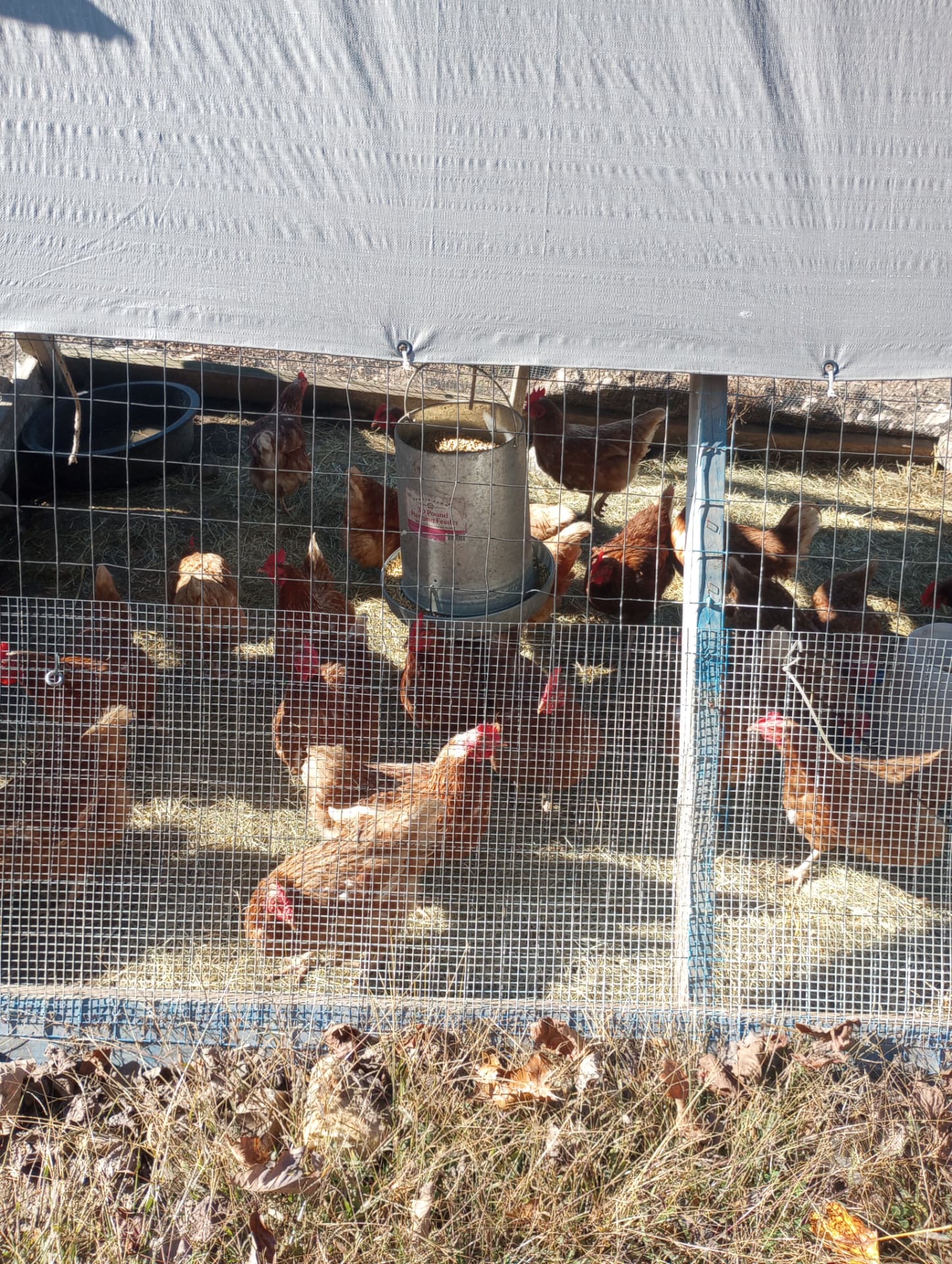Free-range hens gathered around the feeder under a shaded coop