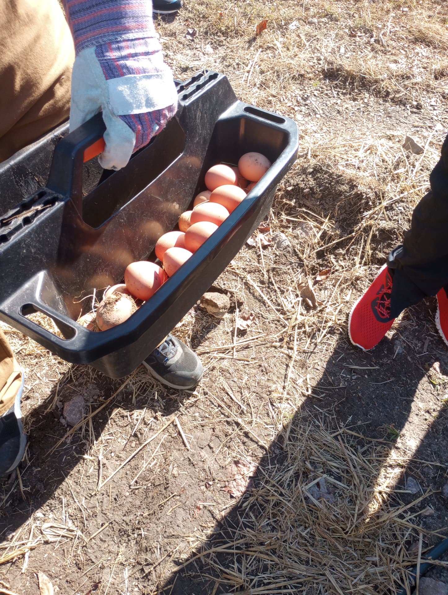 Close view of fresh brown eggs just collected from the coop