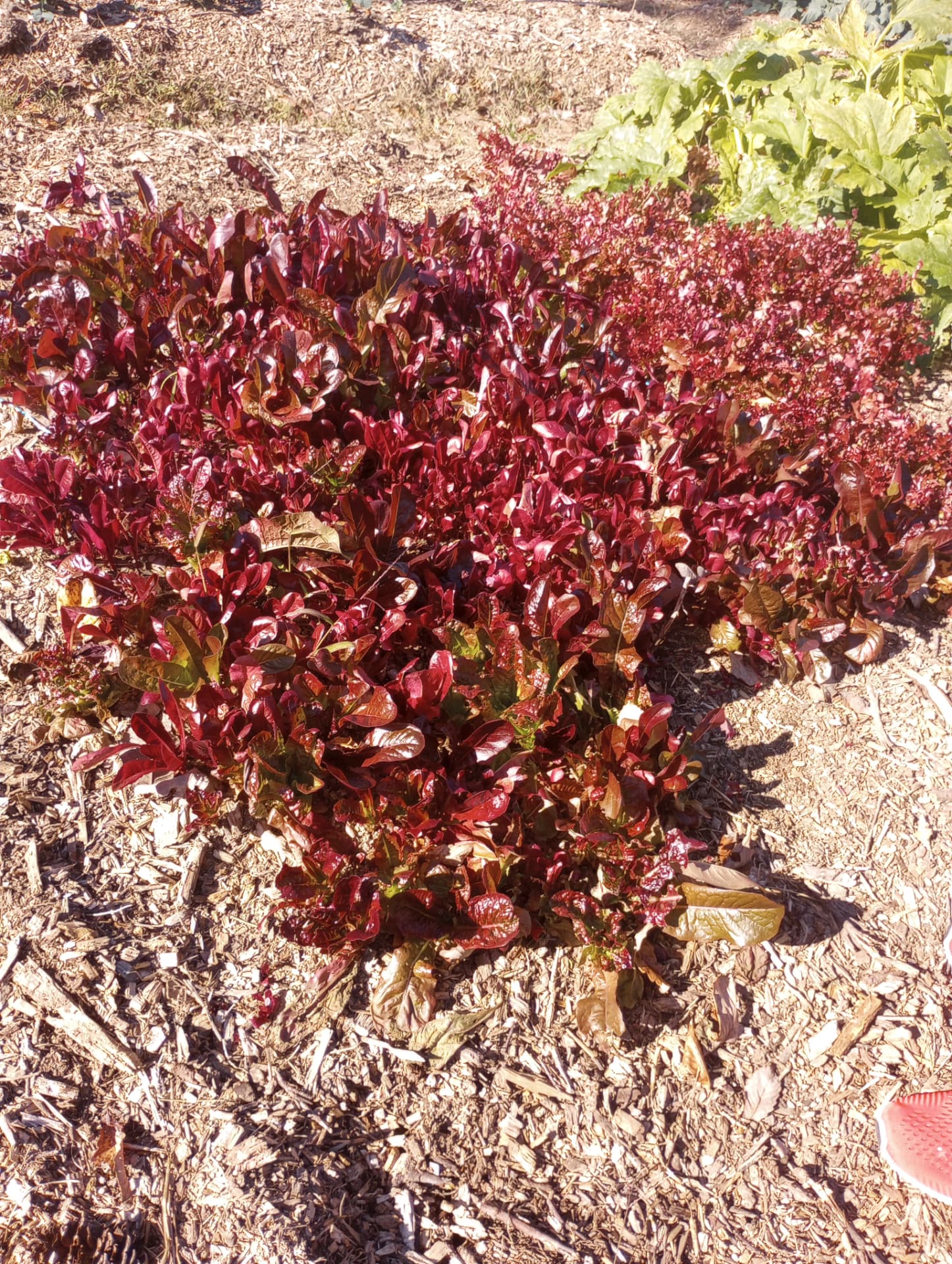 A dense bed of deep red leaf lettuce ready for harvest