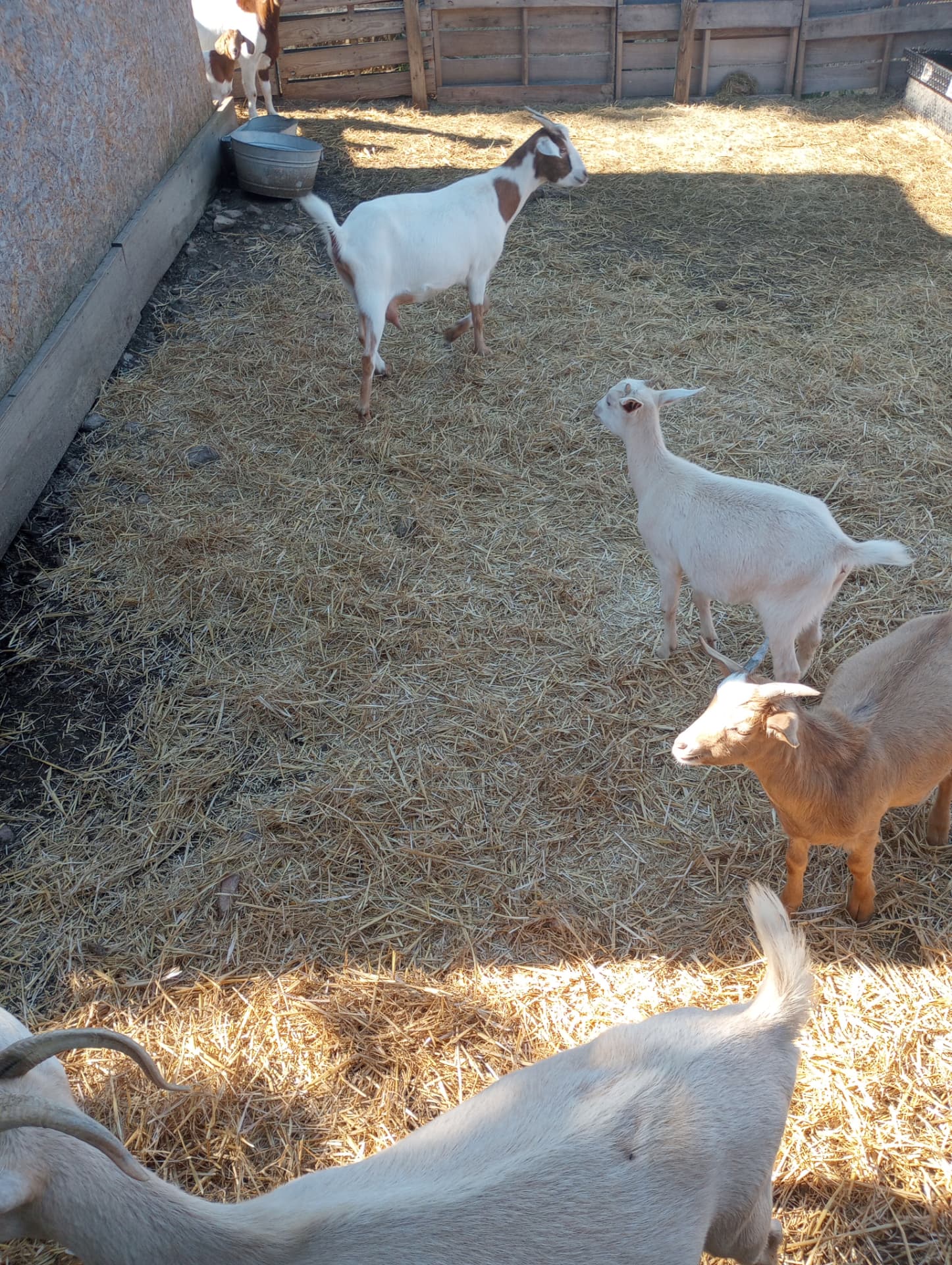 A small herd of goats in the sunny farm pen