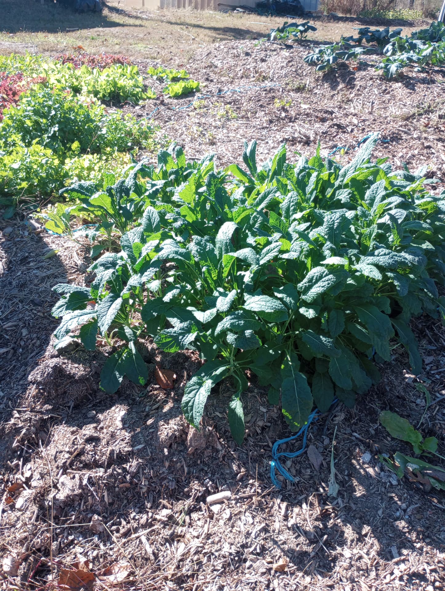 Thick rows of blue-green kale and lettuce in the field